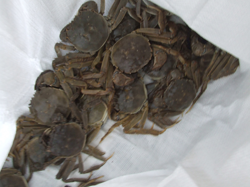 Crabs, just caught in a white hessian bag (puinzak)